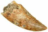 Serrated Raptor Tooth - Real Dinosaur Tooth #371430-1